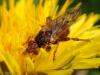 Myopa tessellatipennis